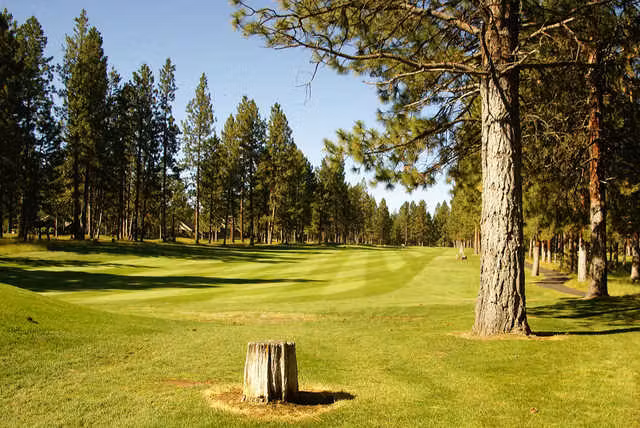 Championship golf with pine-lined fairways
